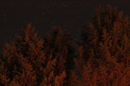 Tree light up orange with stars in the background.